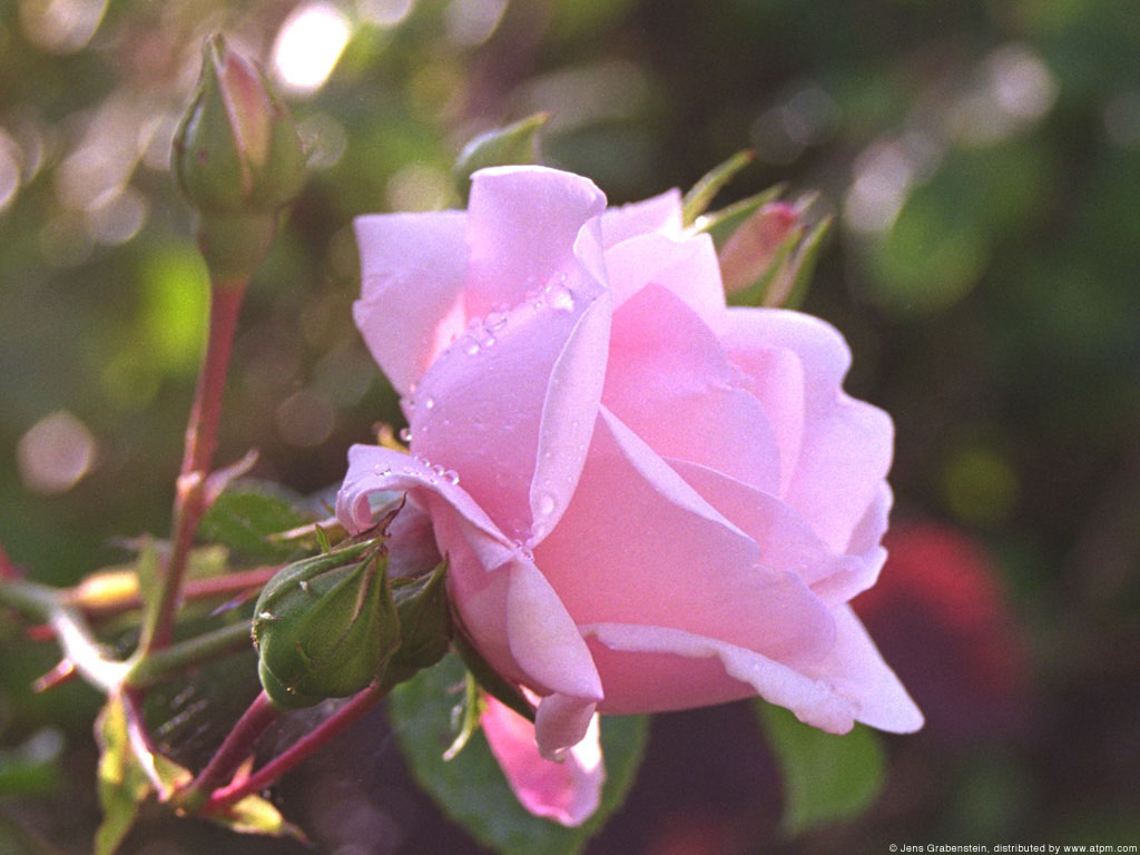 rose-close-up